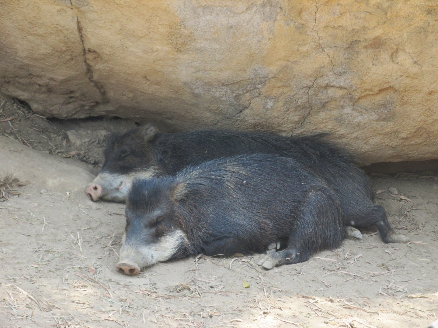 white lipped peccaries