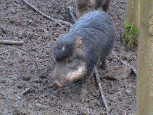 white lipped peccary 02/10