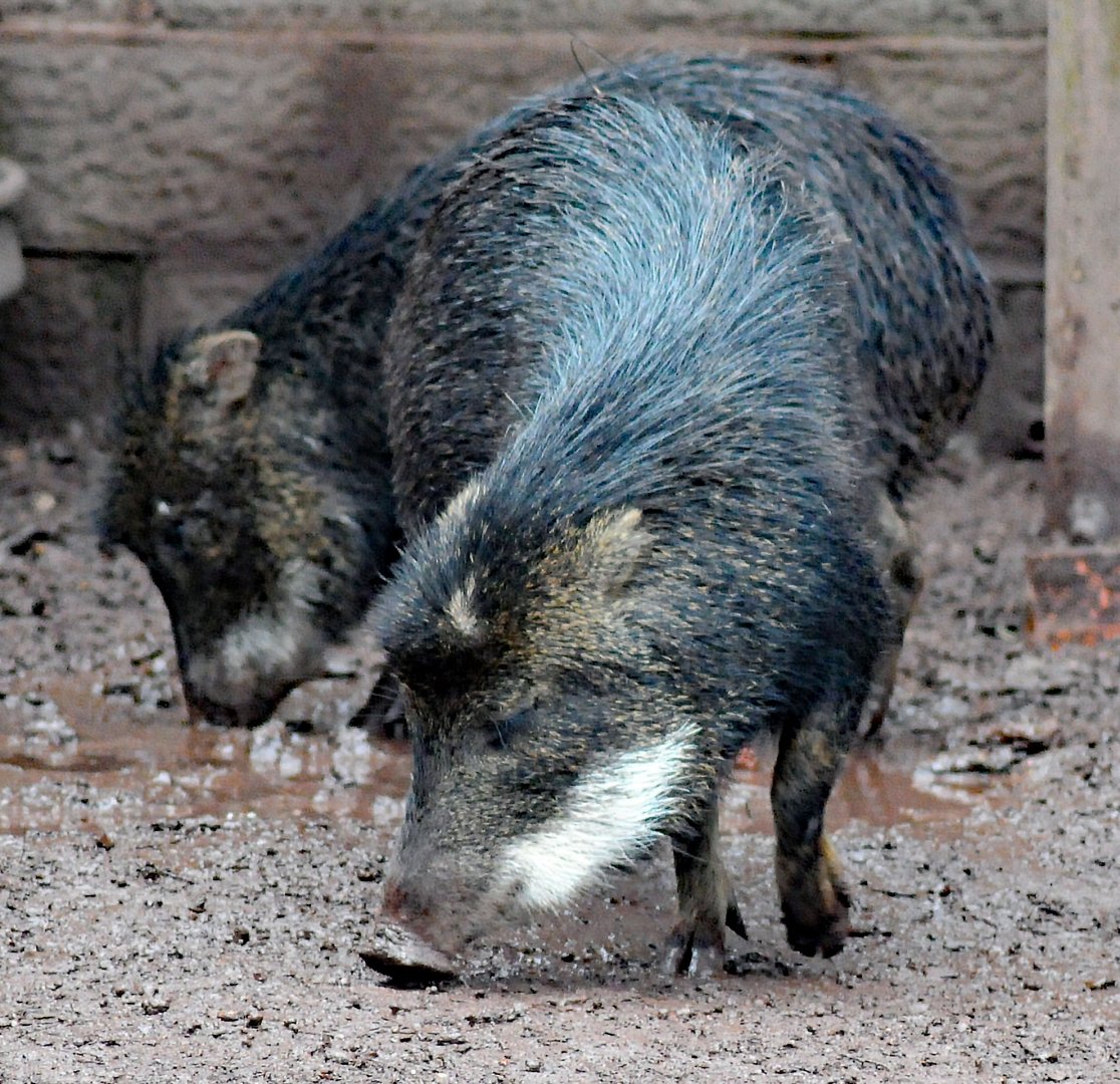 WHITE LIPPED PECCARY 23 09 2009