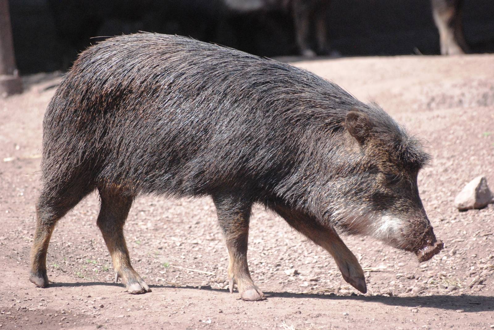White-lipped Peccary at Dudley, 14/07/13