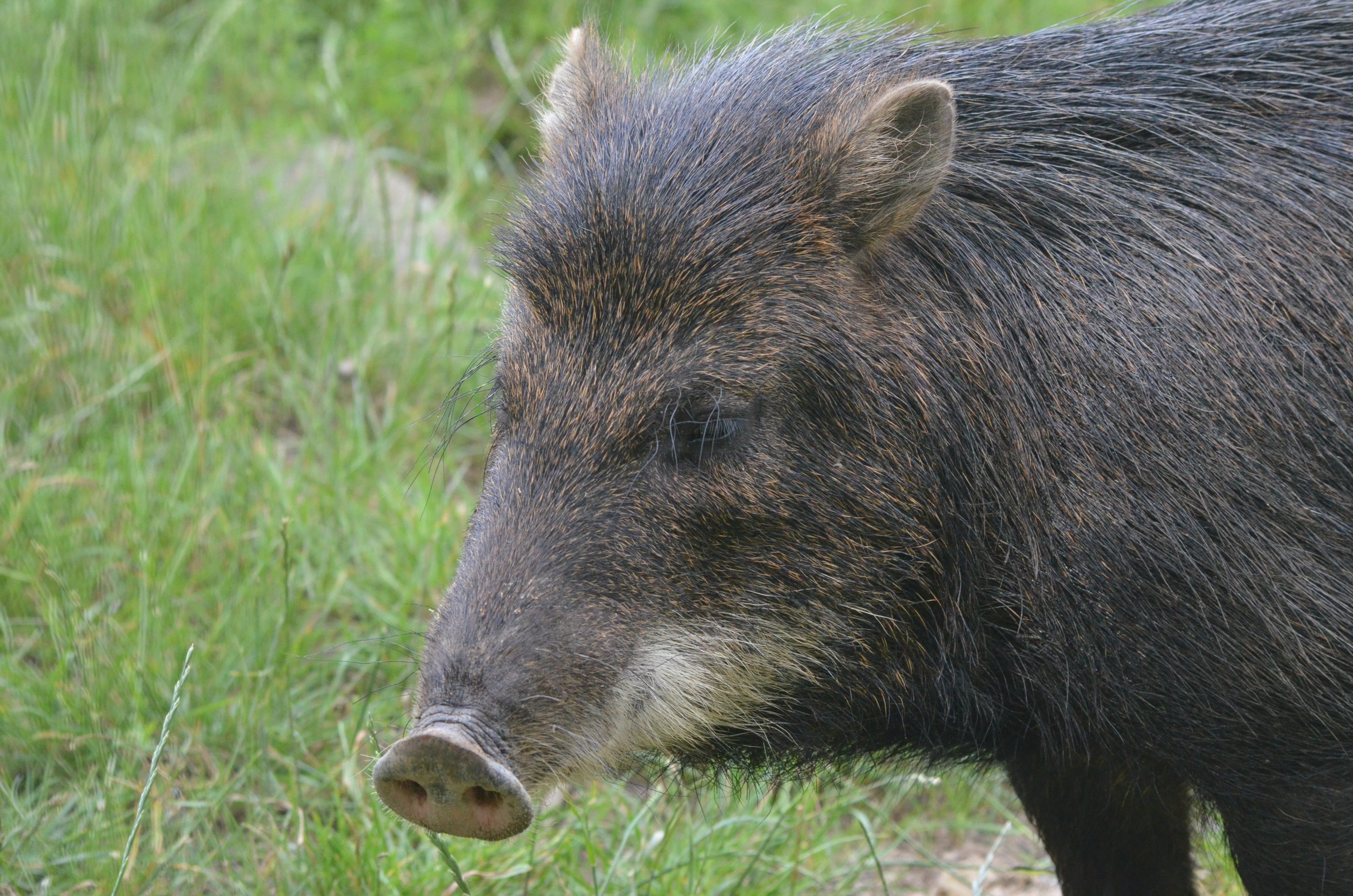 White-lipped Peccary at Haute-Touche, 14/06/18