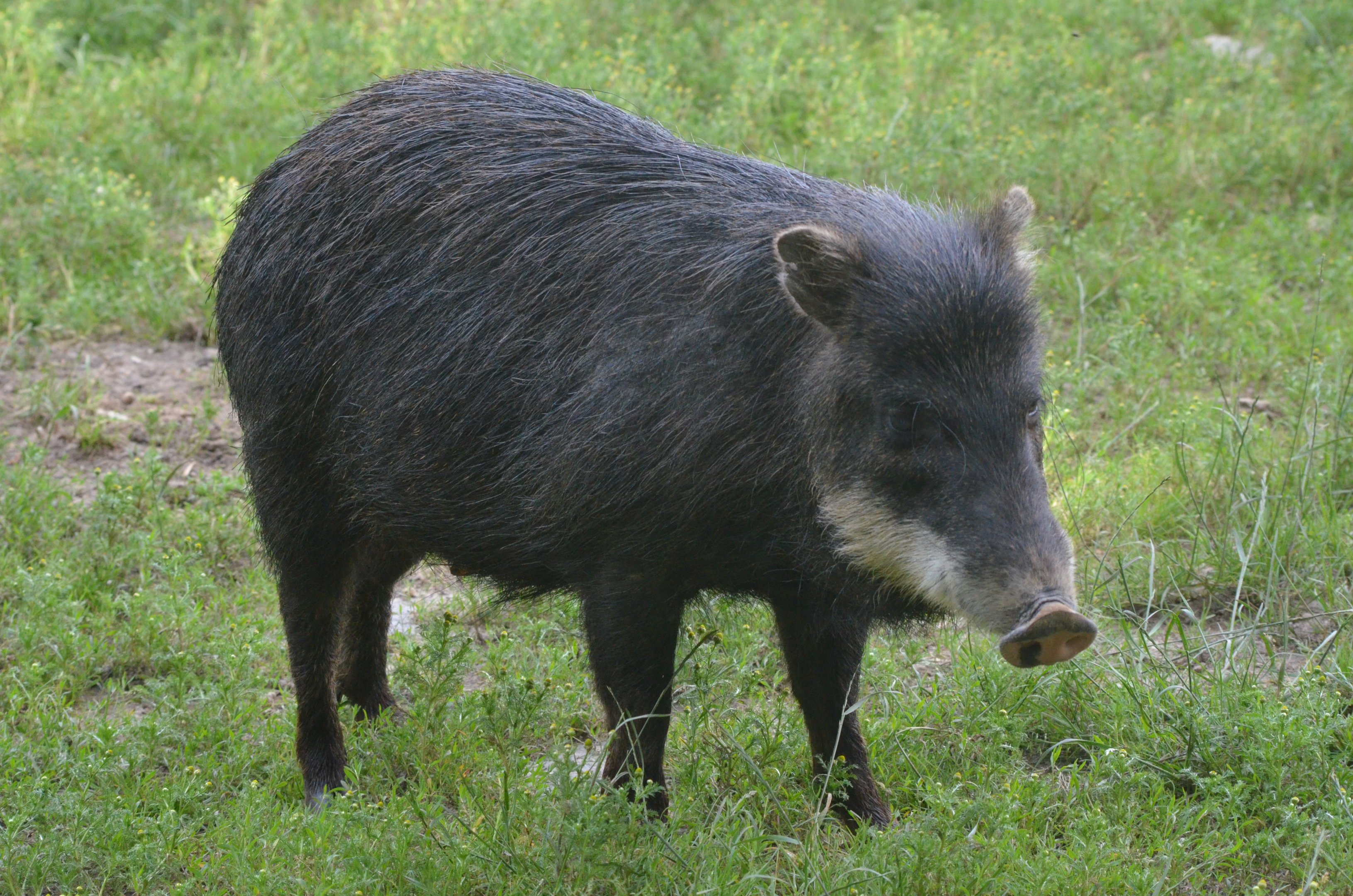 White-lipped Peccary at Haute-Touche, 14/06/18