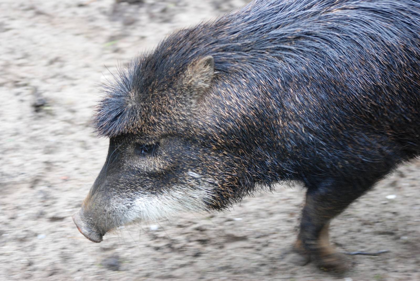 White-lipped Peccary at Wissel Zoo, Epe, 01/06/12