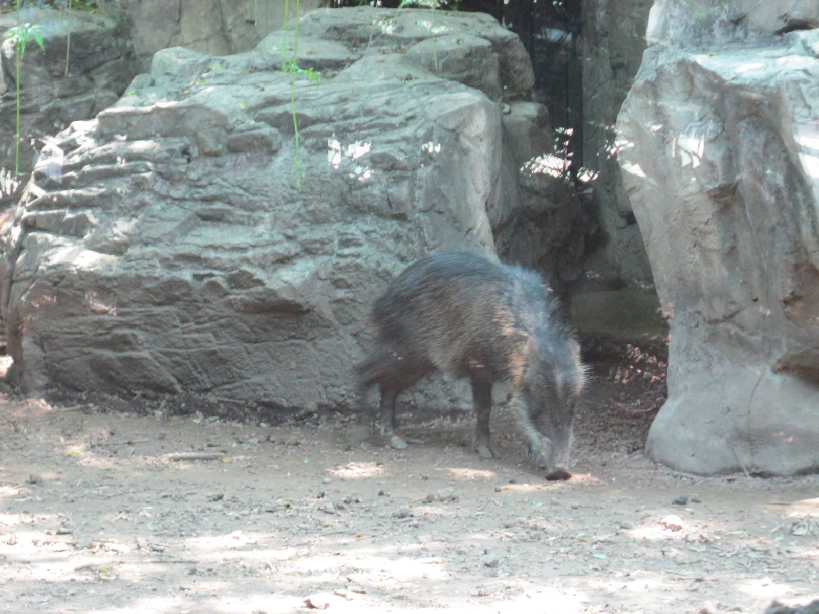 White lipped peccary Chapultepec zoo