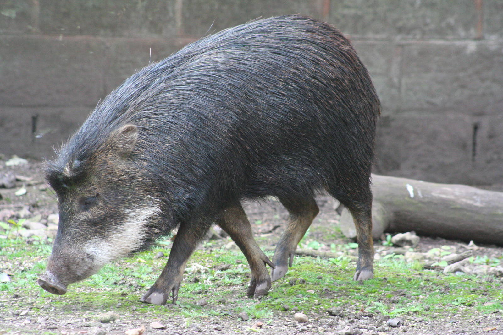 White-lipped Peccary @ Dudley; 19.09.2015