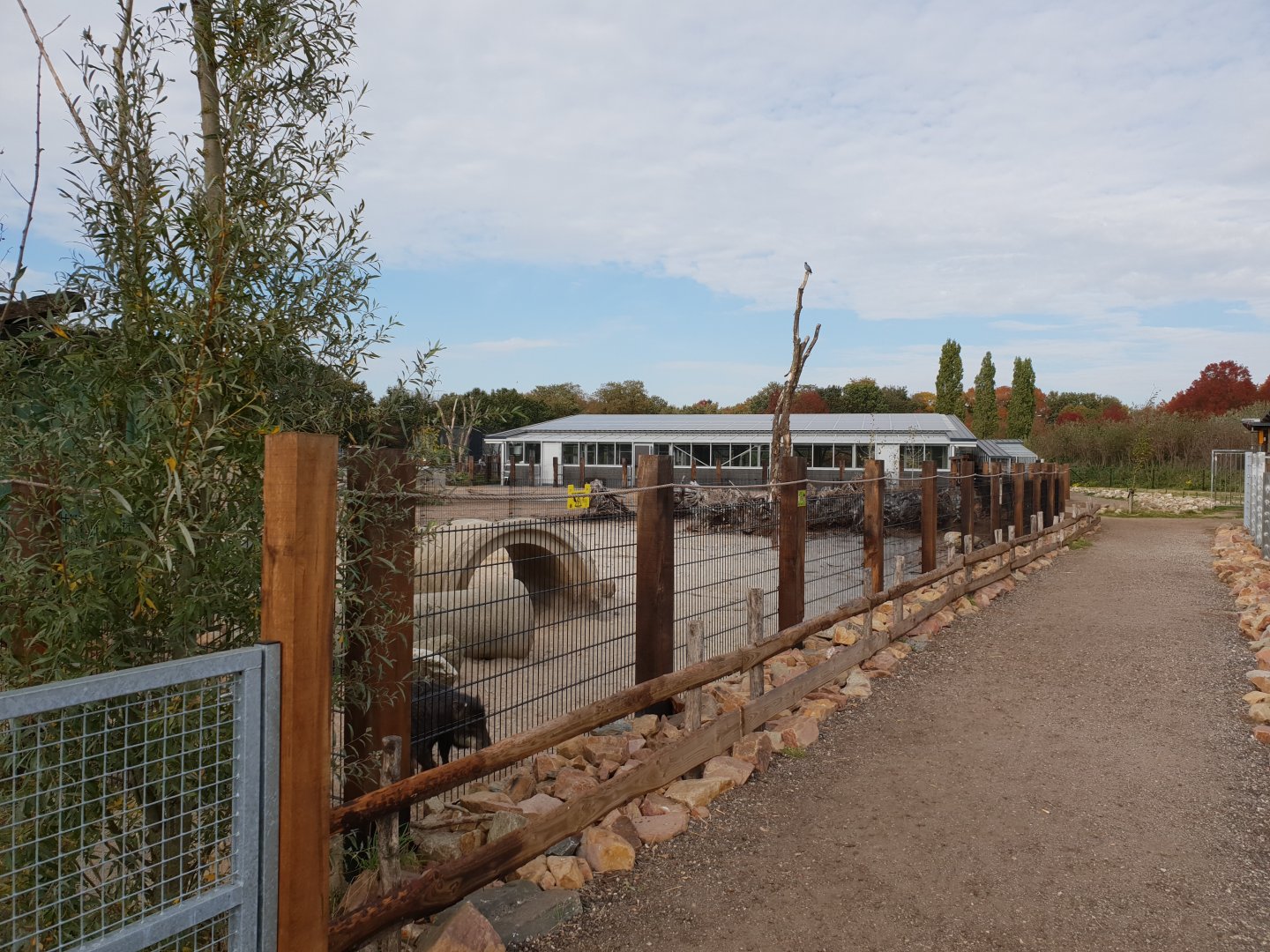 White-lipped peccary-enclosure and South America building
