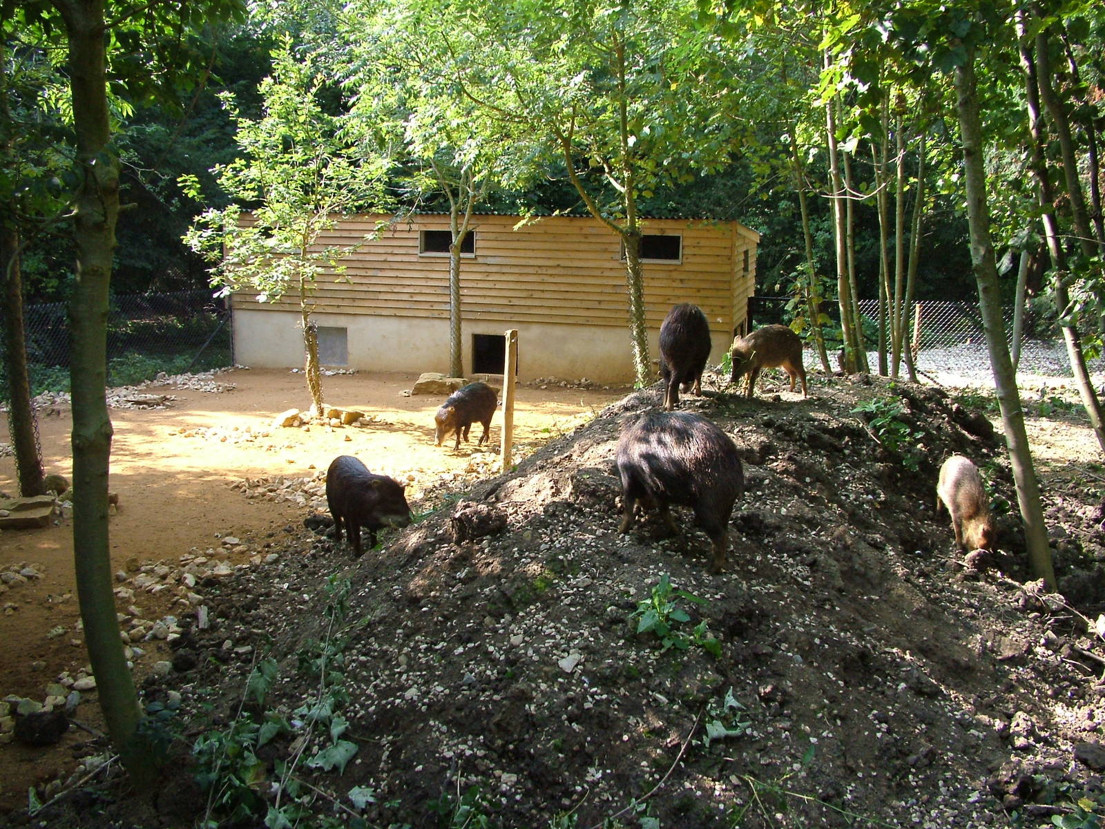 White-lipped Peccary enclosure at Cotswold WP 19/09/09