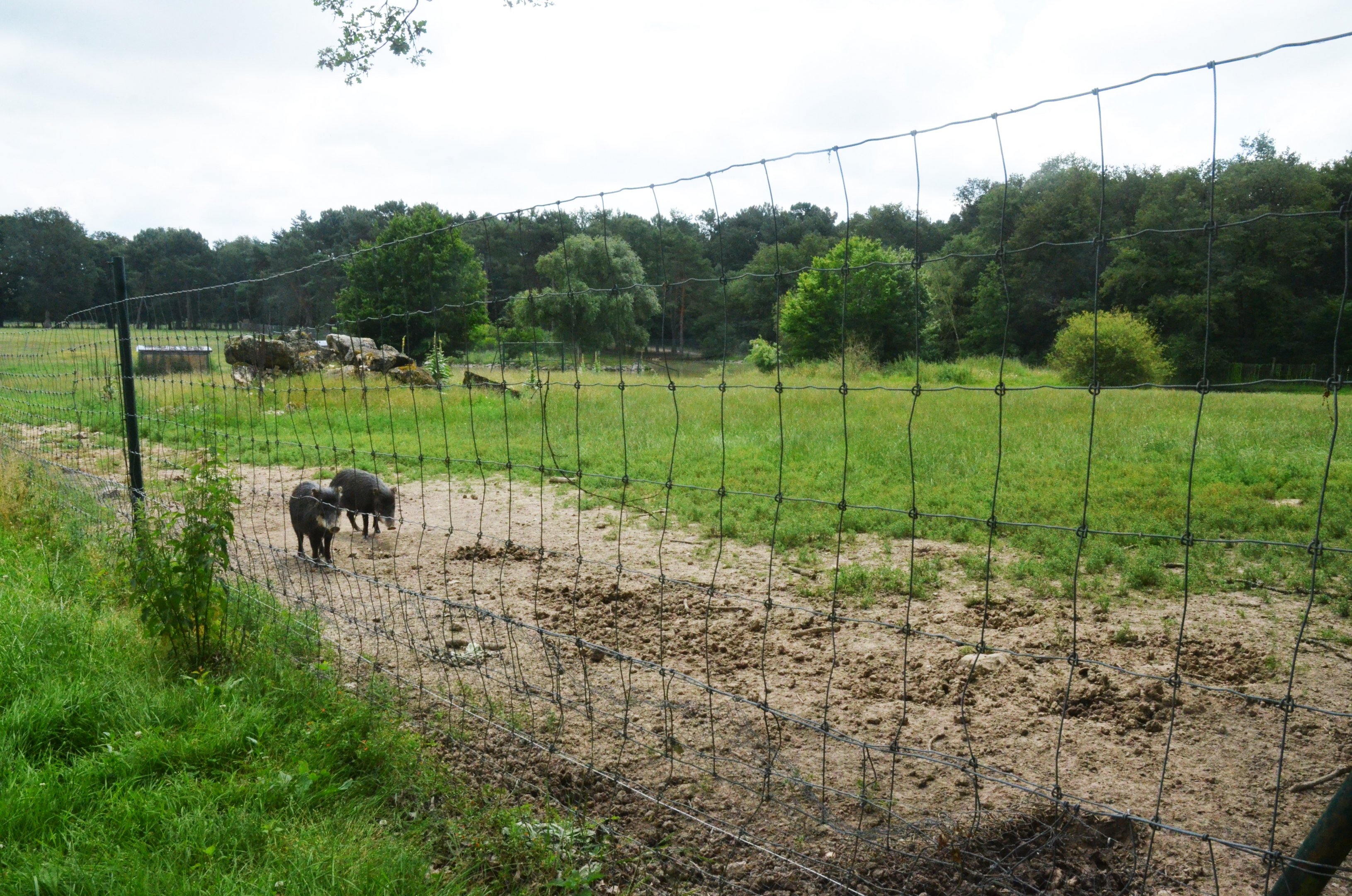 White-lipped Peccary Enclosure at Haute-Touche, 14/06/18