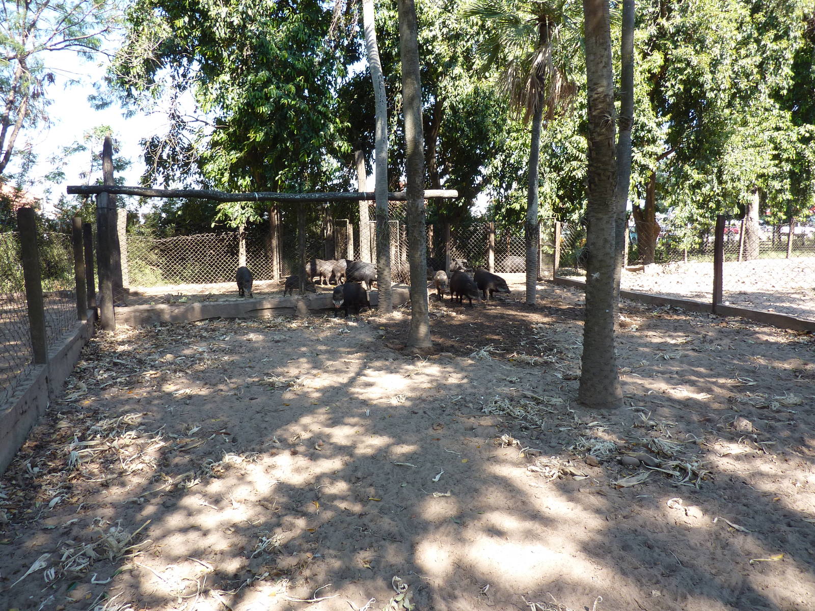 White-lipped peccary enclosure