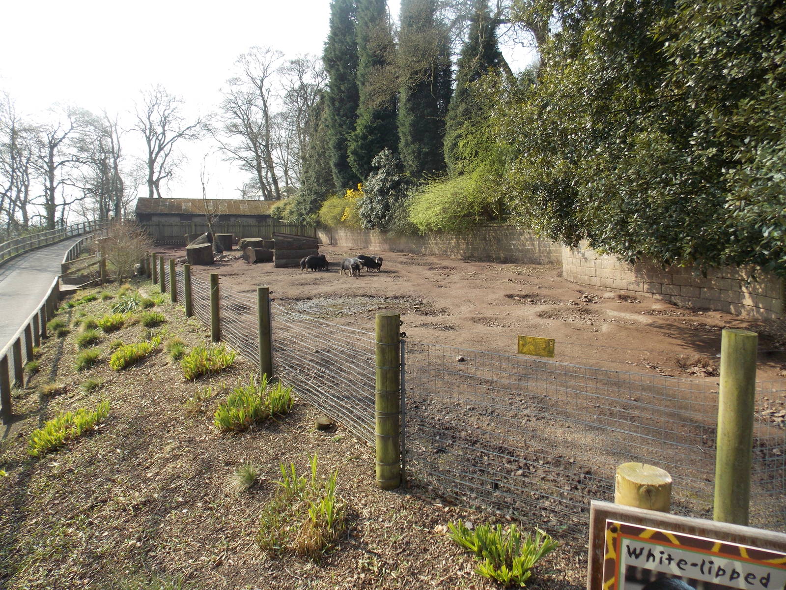 White-lipped peccary enclosure