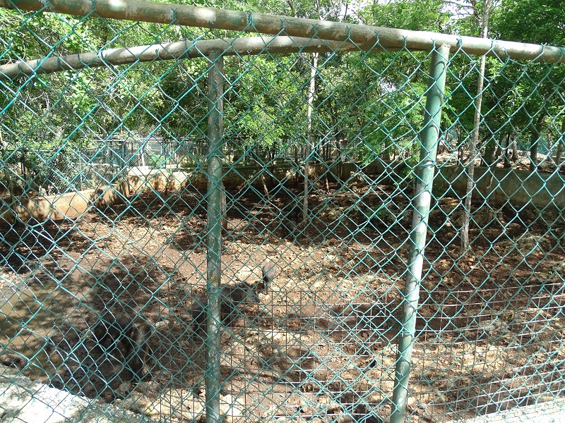 White-lipped peccary enclosure