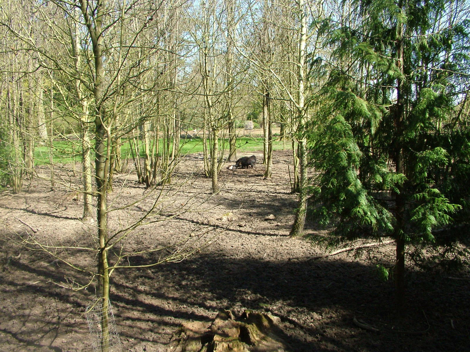 White-lipped Peccary exhibit at Cotswold WP 17/04/10