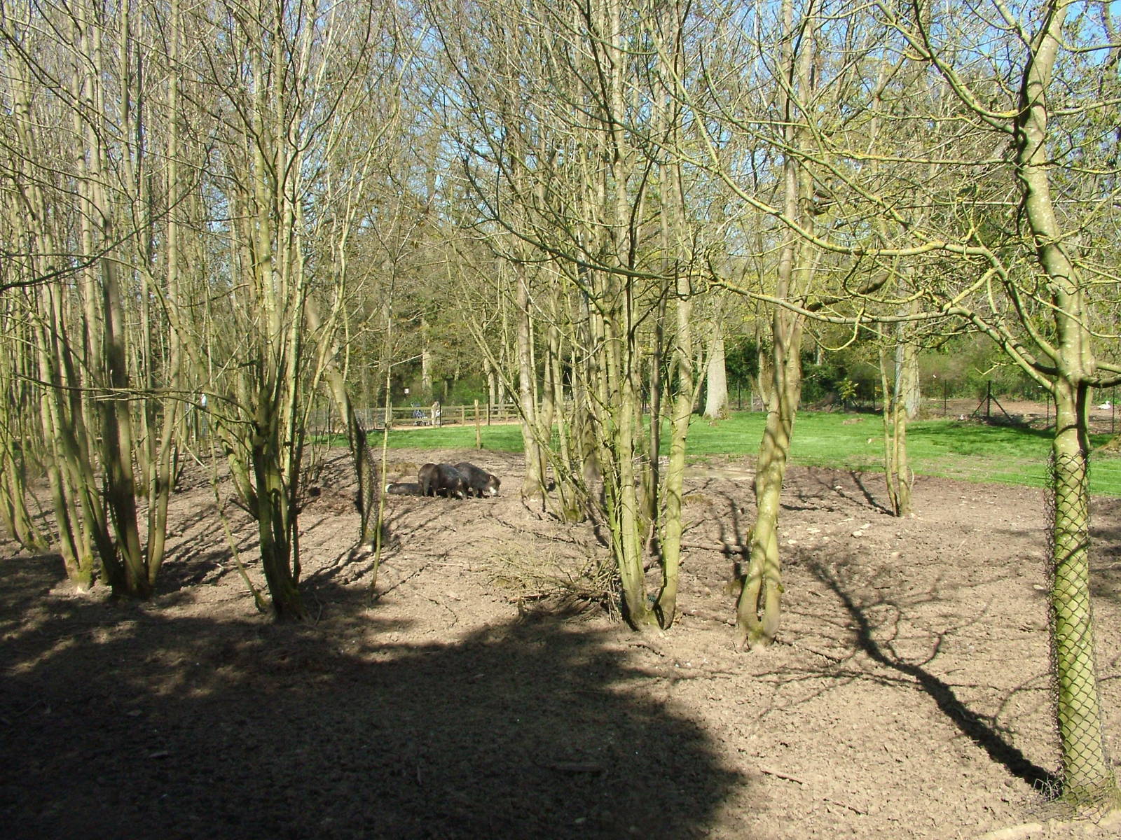 White-lipped Peccary exhibit at Cotswold WP 17/04/10