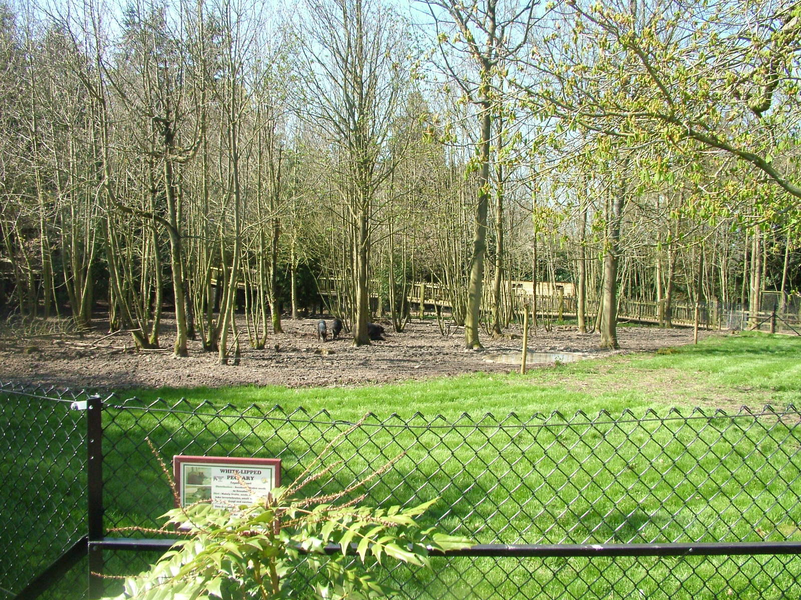 White-lipped Peccary exhibit at Cotswold WP 17/04/10