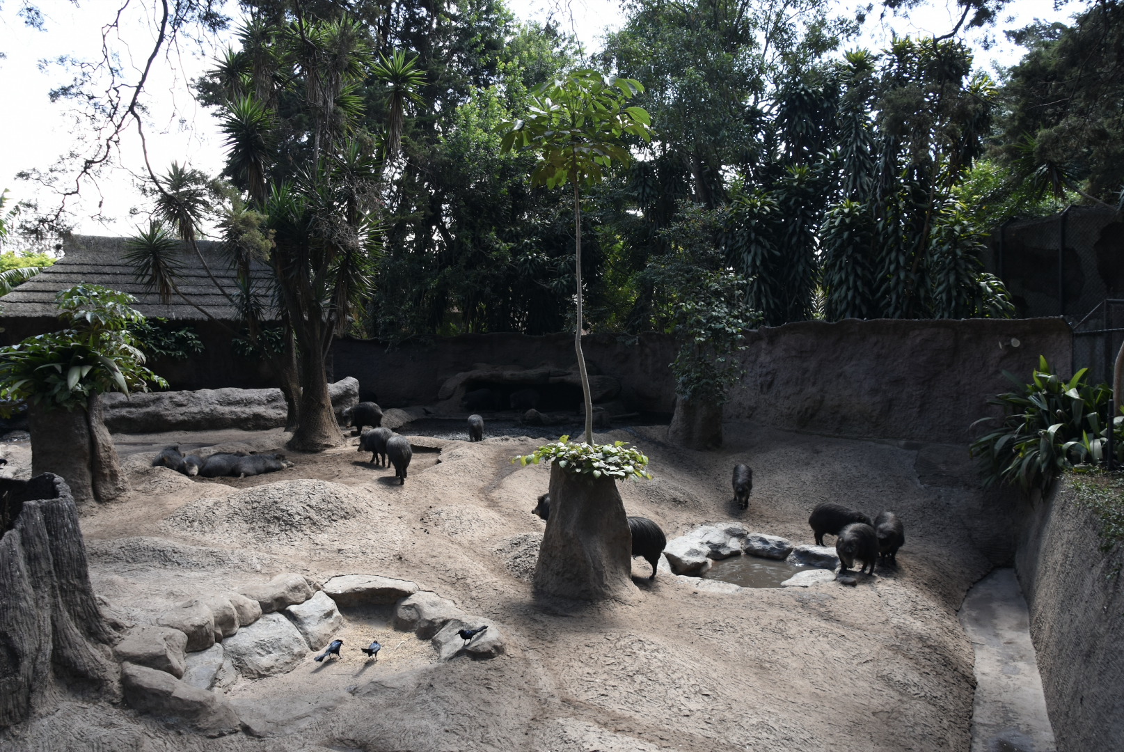 White-lipped peccary exhibit (Tayassu pecari)