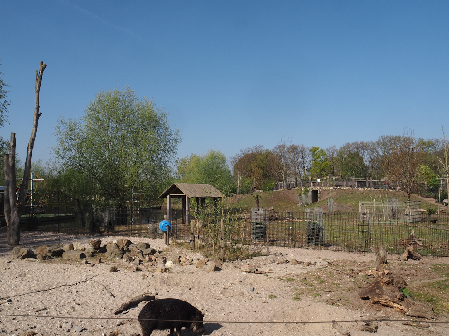 White-lipped peccary exhibit, with Capybara, Giant anteater and Darwin's rhea exhibit behind it, 2025-04-12