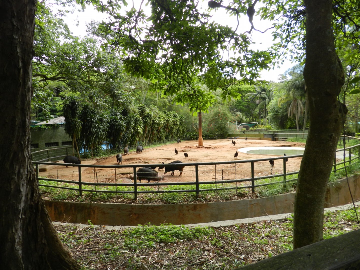 White-lipped peccary exhibit - Zoo São Paulo