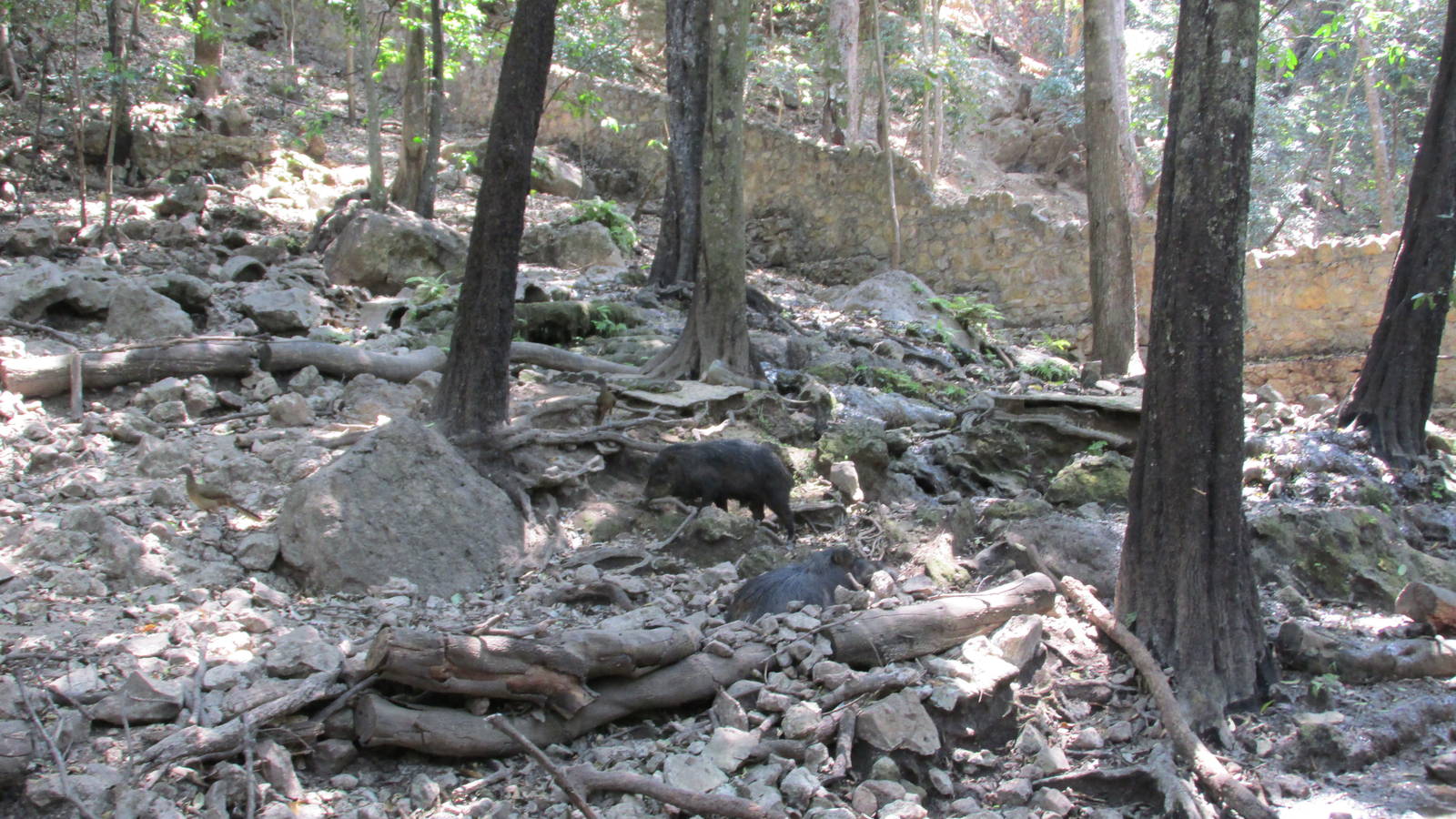 white lipped peccary exhibit zoomat