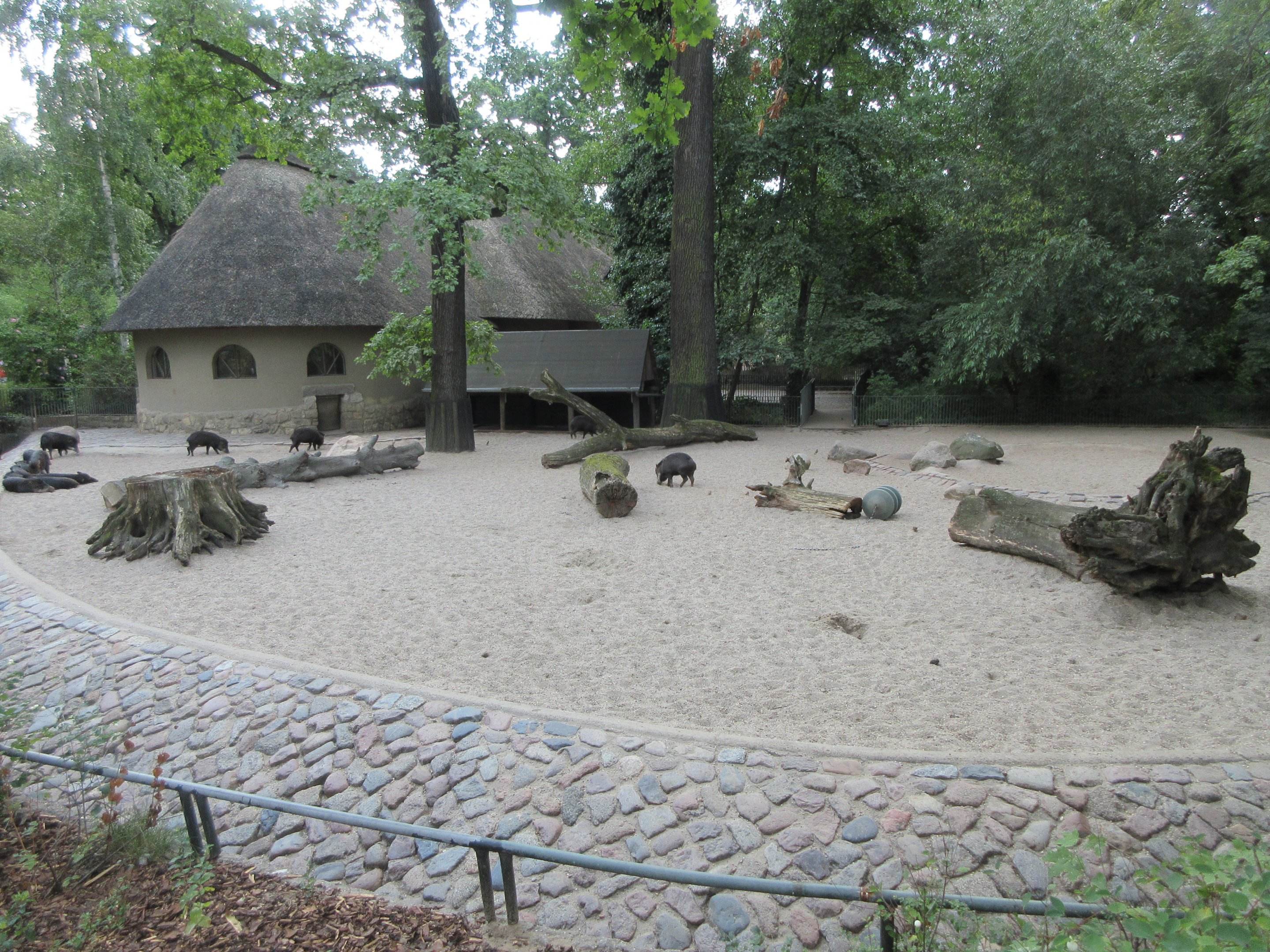 White-lipped Peccary Exhibit