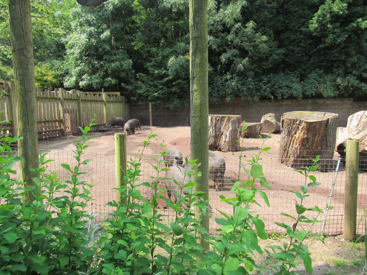 White-Lipped Peccary Exhibit