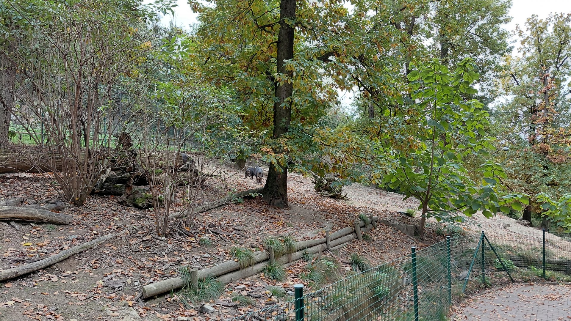 White-lipped peccary exhibit