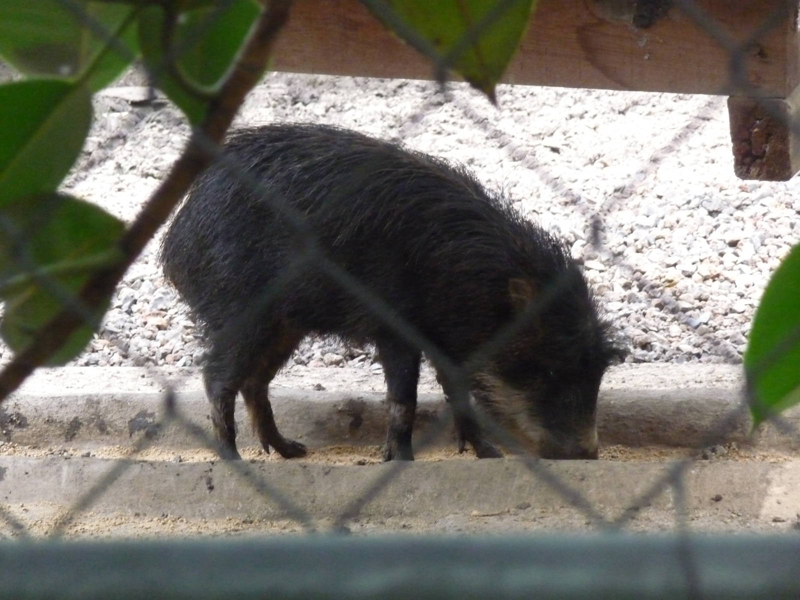 white lipped peccary morelia zoo