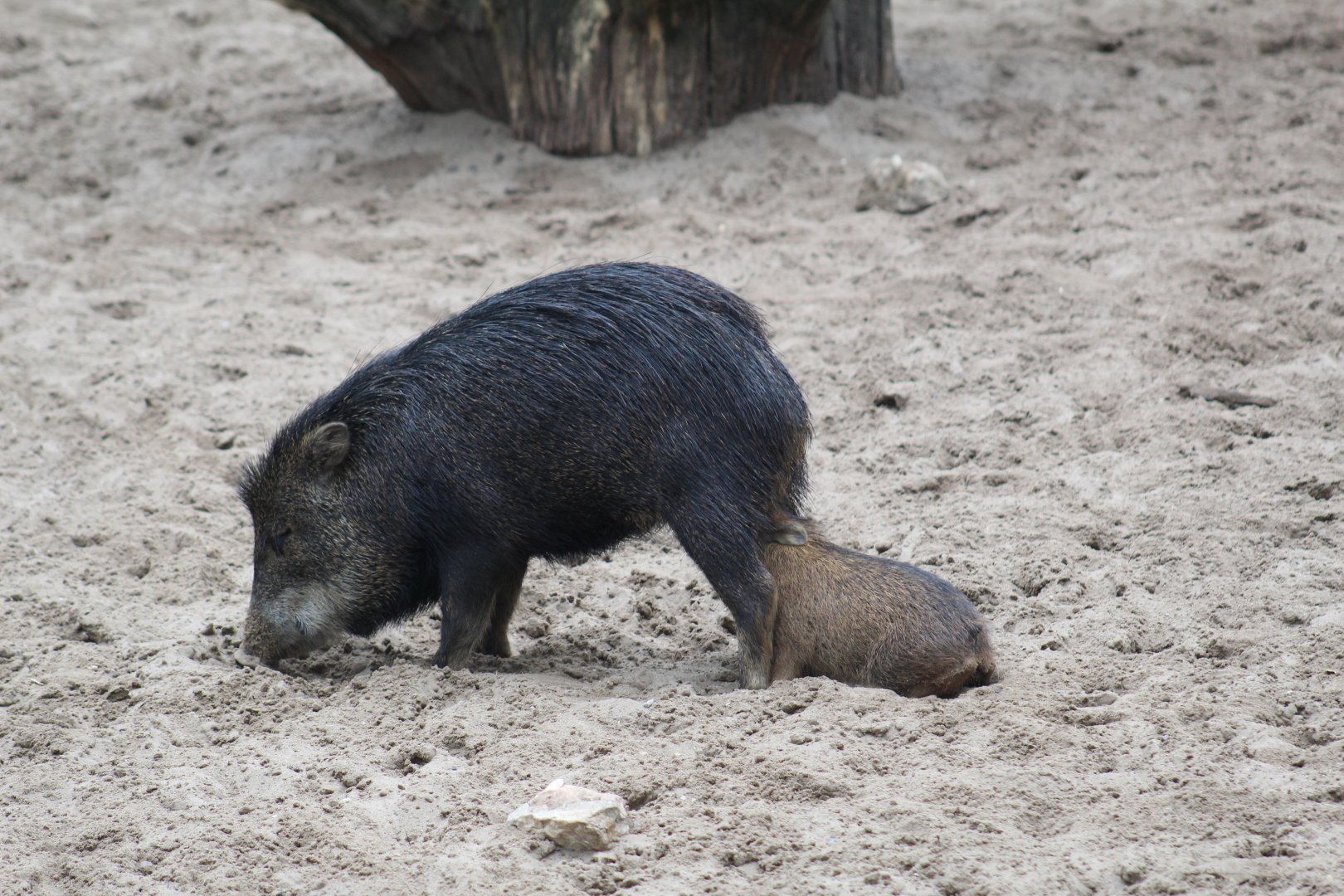 White-Lipped Peccary Nursing