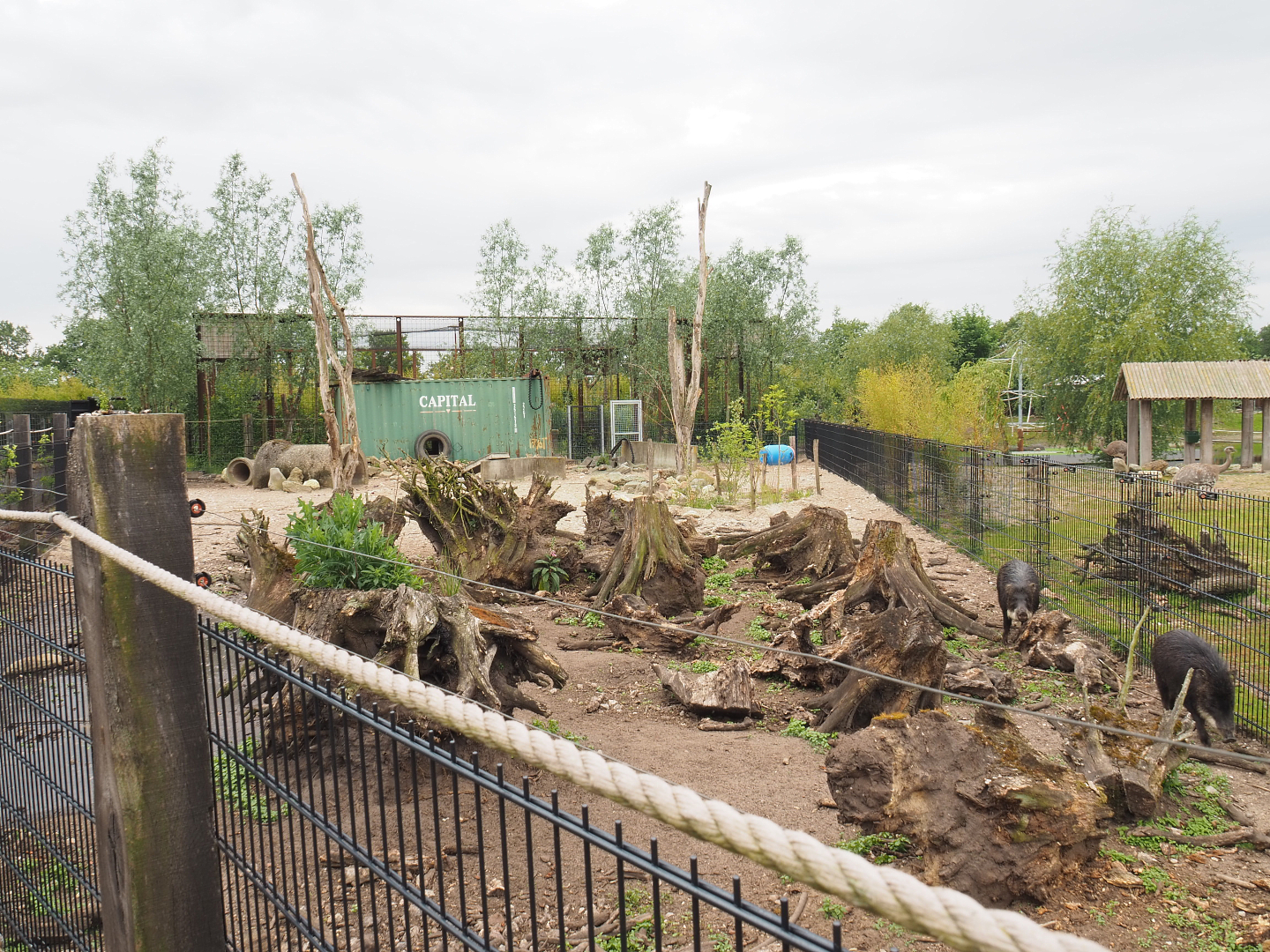 White-lipped peccary paddock, 2022-05-17