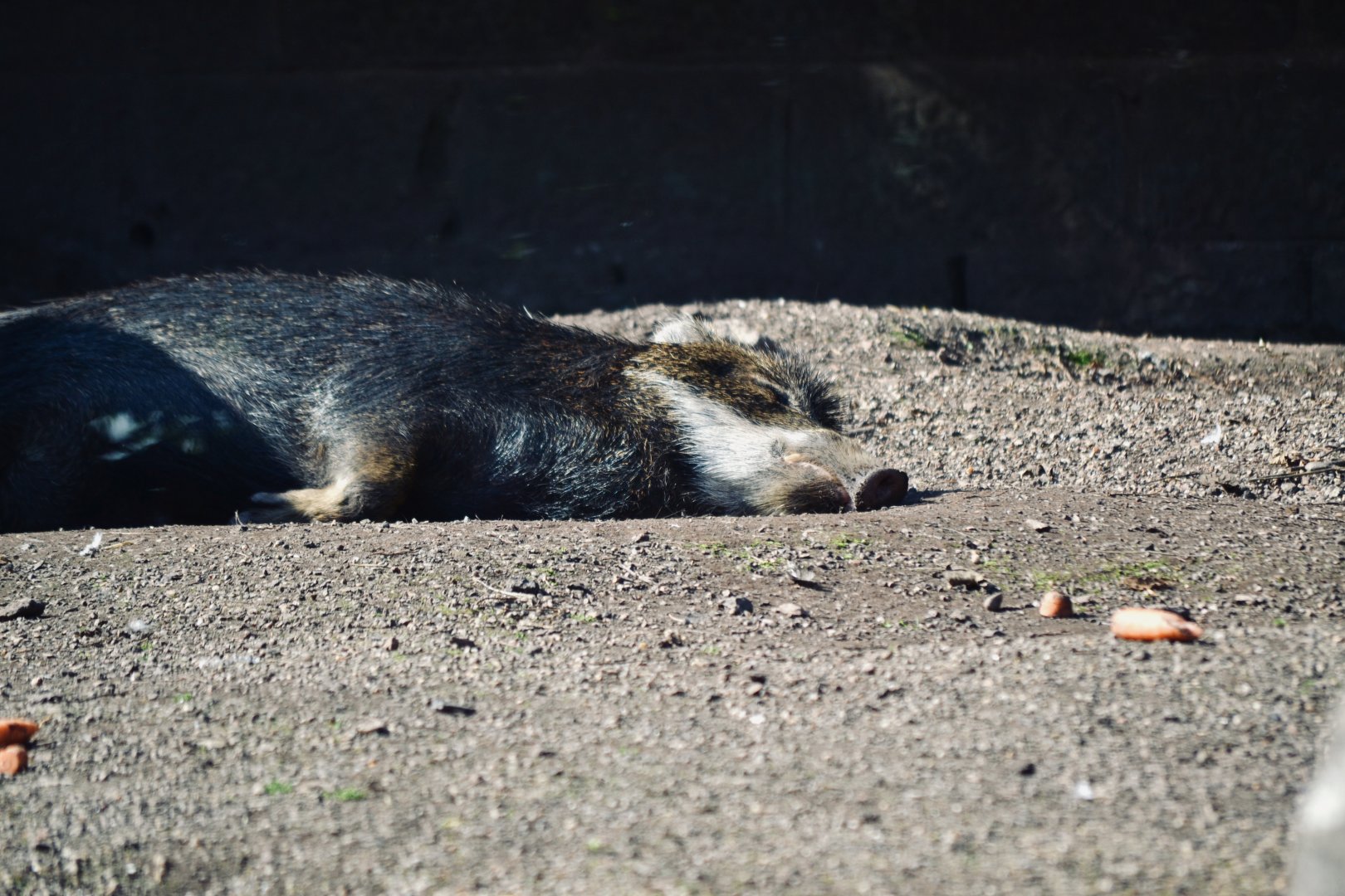 White Lipped Peccary - September 2020
