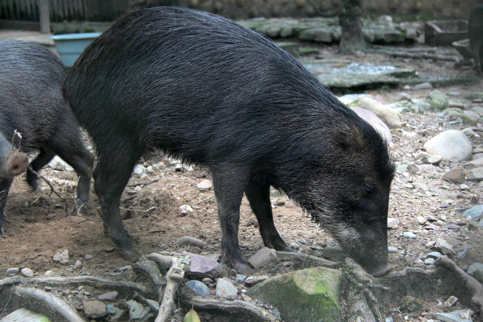 White-lipped peccary (Tayassu pecari albirostris)