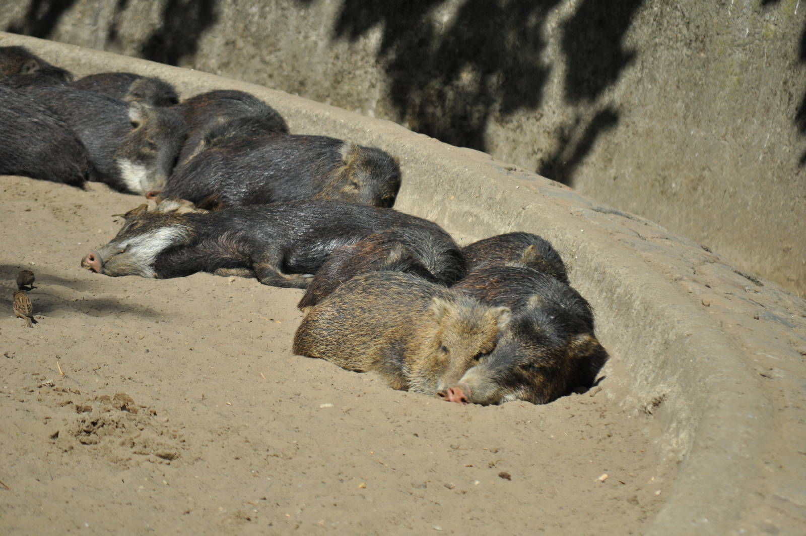 White lipped peccary (Tayassu pecari)