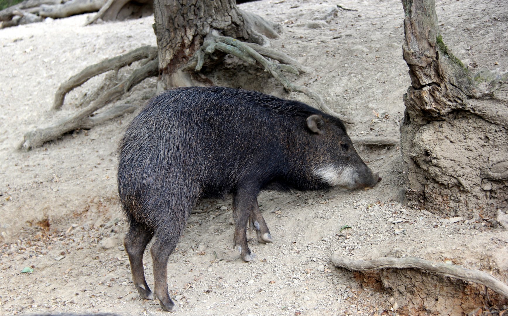 white-lipped peccary (Tayassu pecari)
