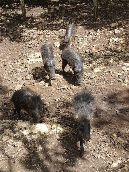 White-lipped peccary (Tayassu pecari)