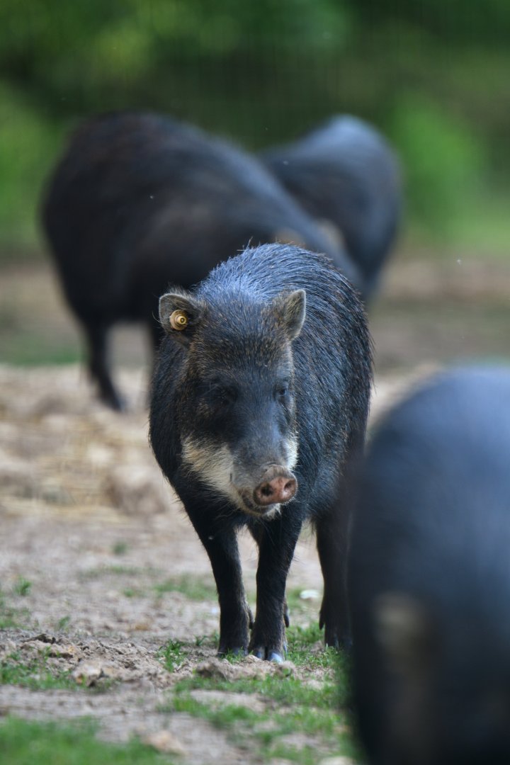 White-lipped peccary (Tayassu pecari)