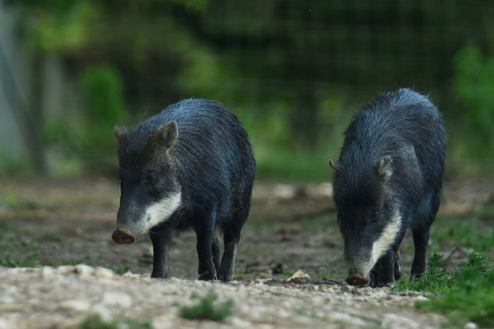White-lipped peccary (Tayassu pecari)