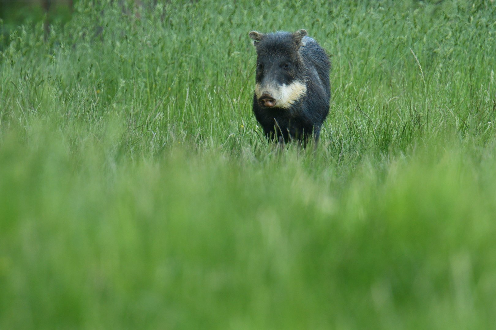 White-lipped peccary (Tayassu pecari)