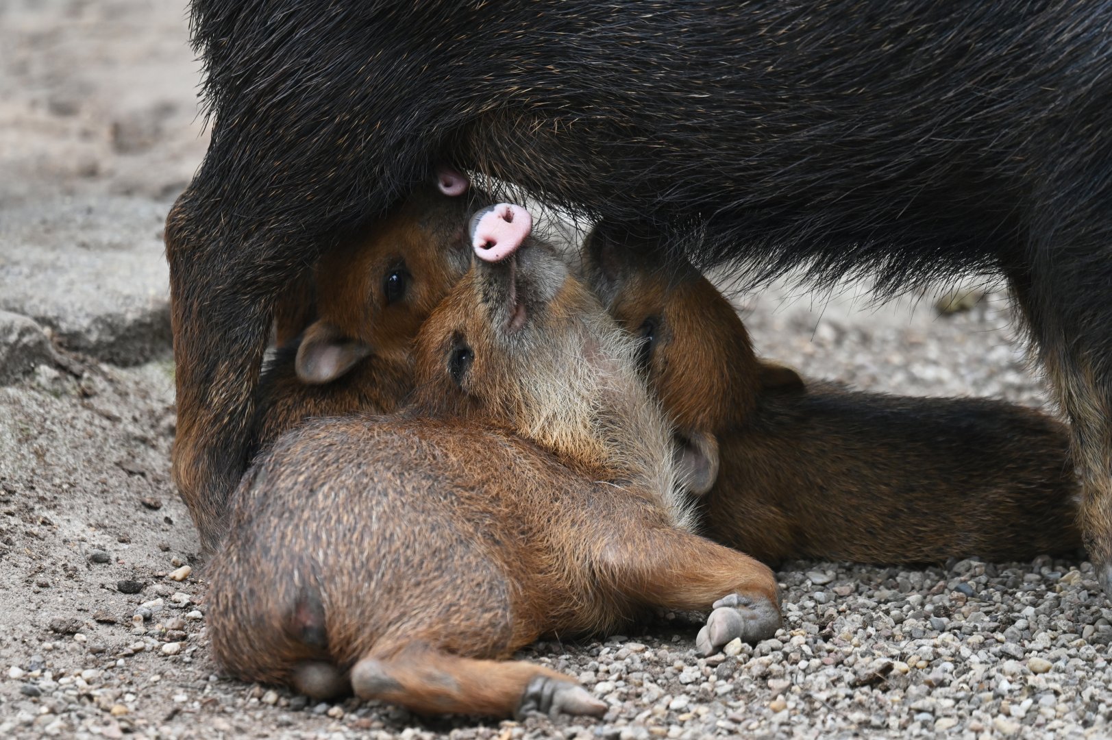 White-lipped peccary (Tayassu pecari)