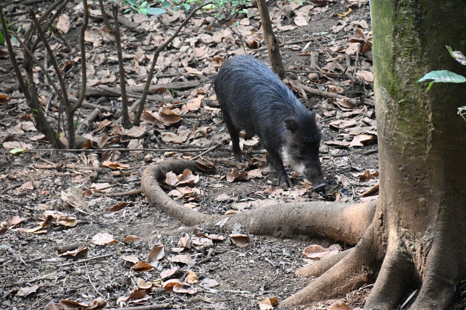 White-lipped peccary (Tayassu pecari)