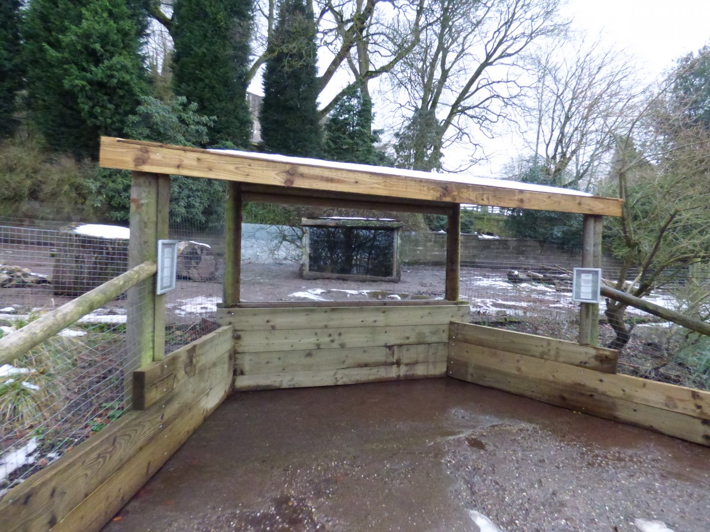 White-lipped Peccary viewing window