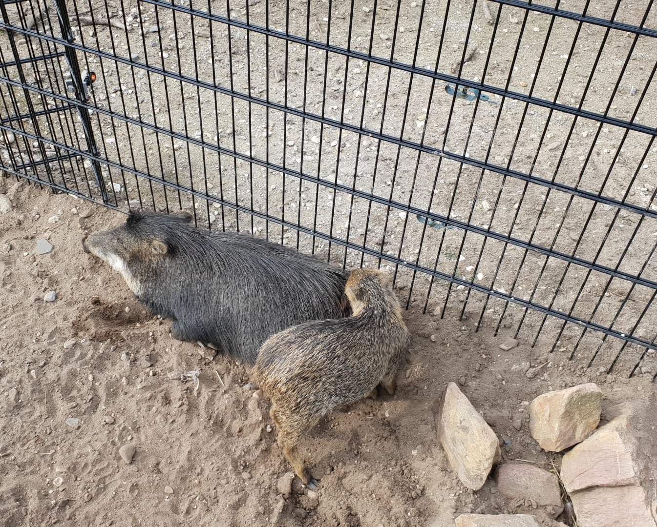 White-lipped peccary with young