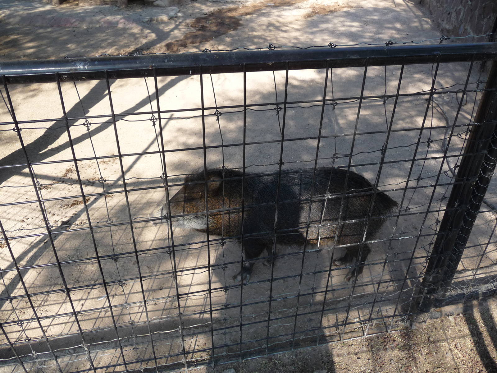 white lipped peccary  zoo leon