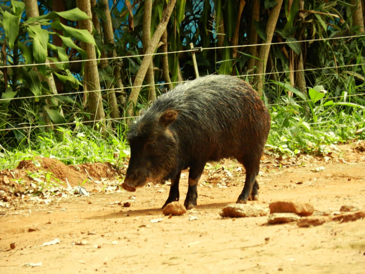 White-lipped peccary - Zoo São Paulo