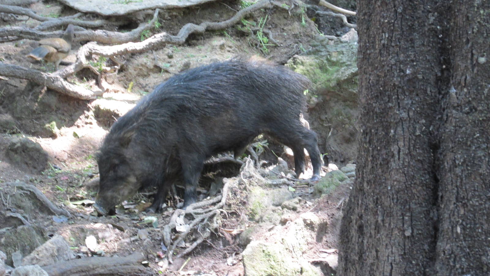 white lipped peccary zoomat