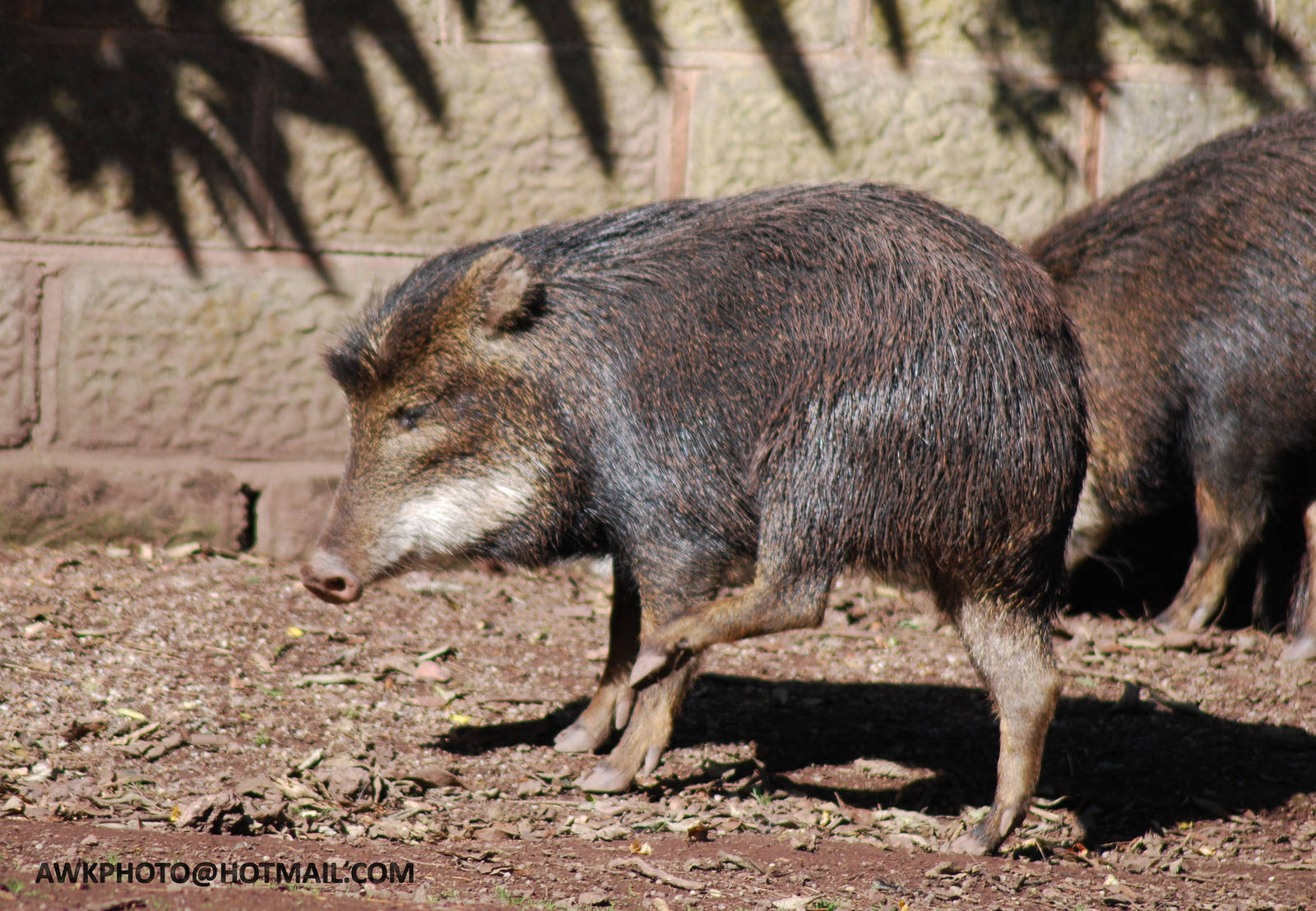 WHITE LIPPED PECCARY