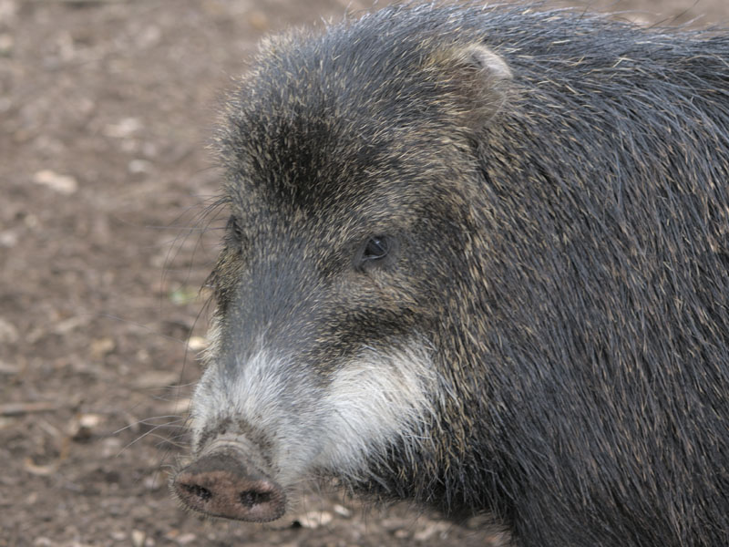 White-lipped peccary