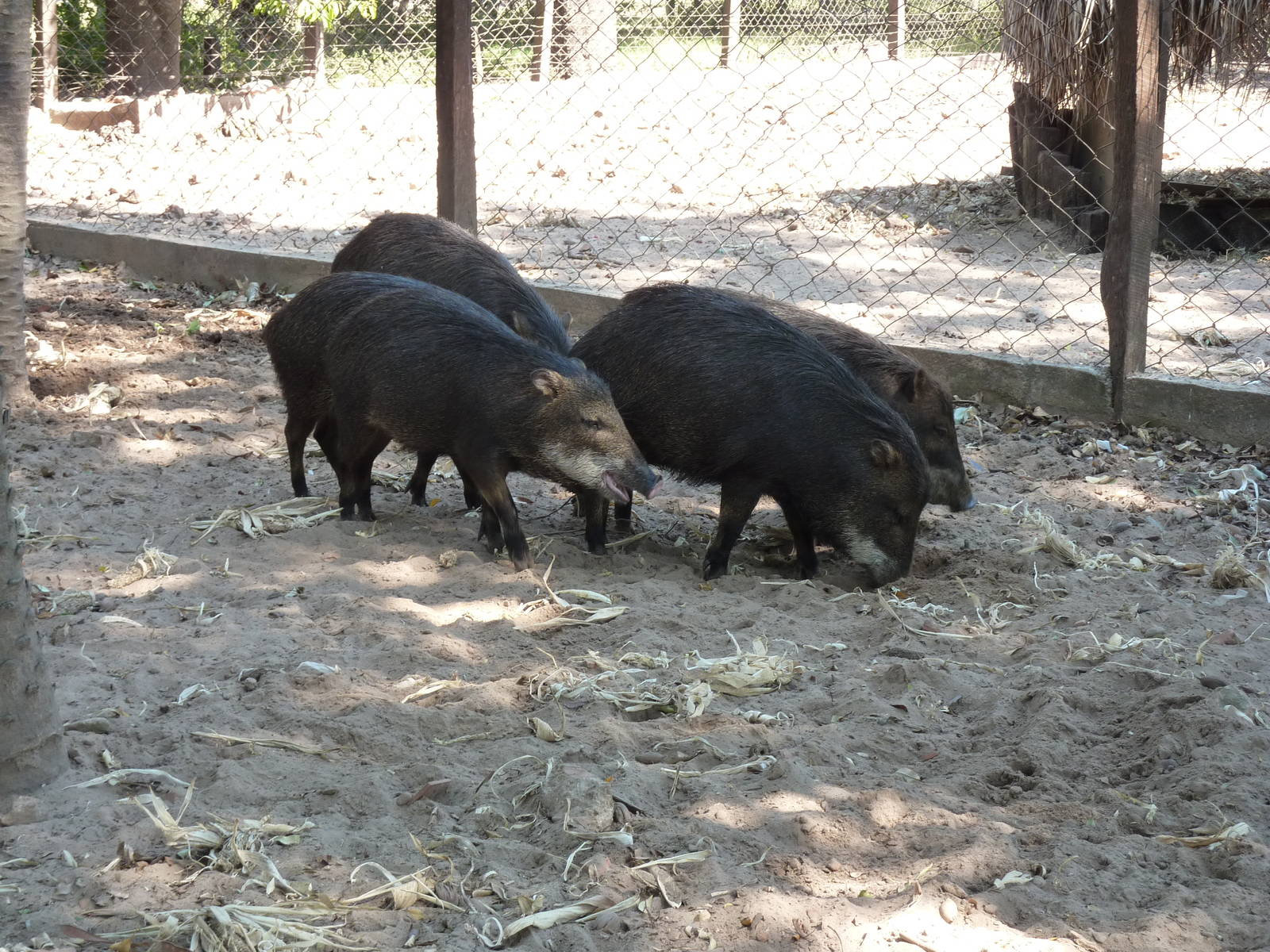 White-lipped peccary