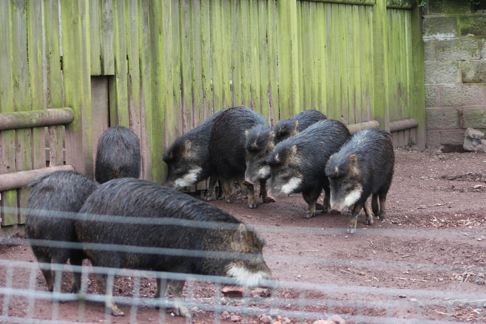 White-lipped peccary