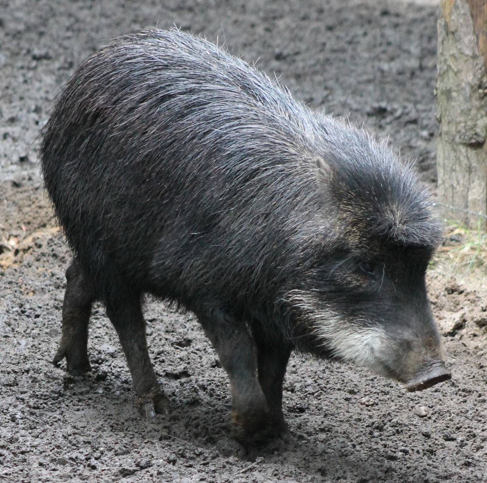 White-lipped peccary