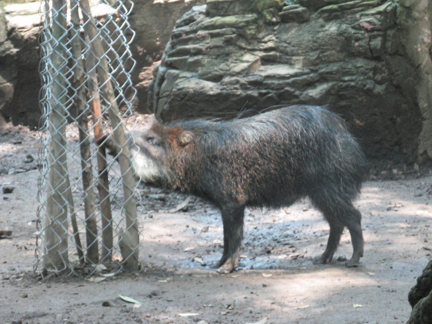 white lipped peccary