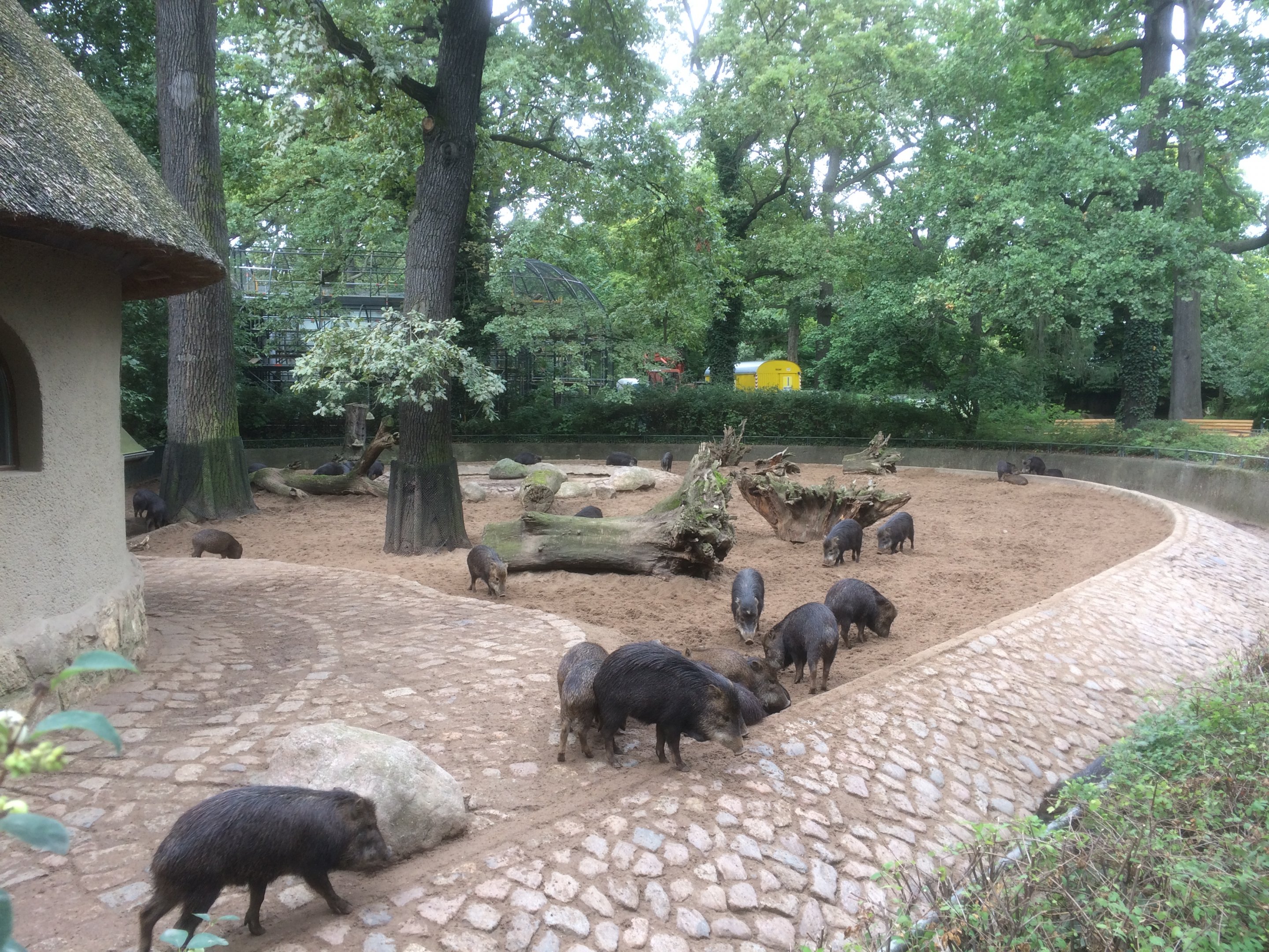 White-lipped peccary